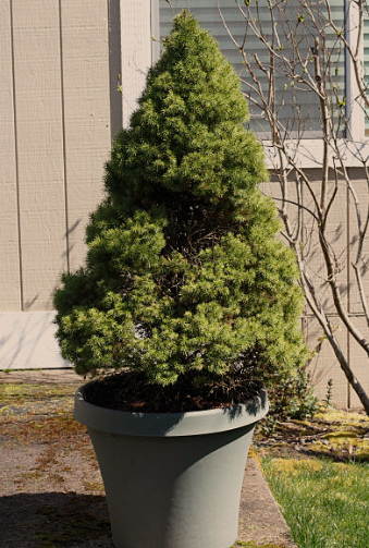 Dwarf Alberta Spruce
