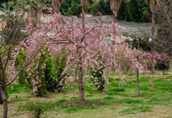 Dwarf Weeping Cherry