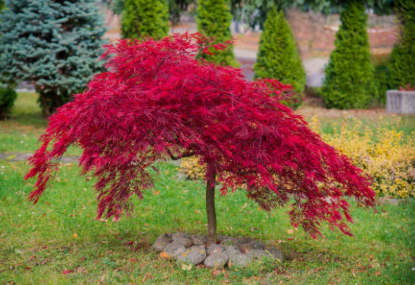 Acer palmatum