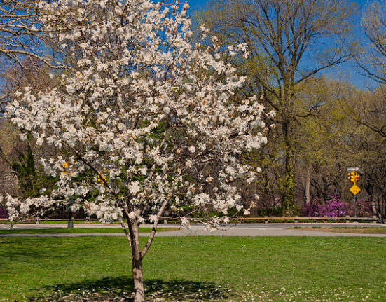 Star Magnolia