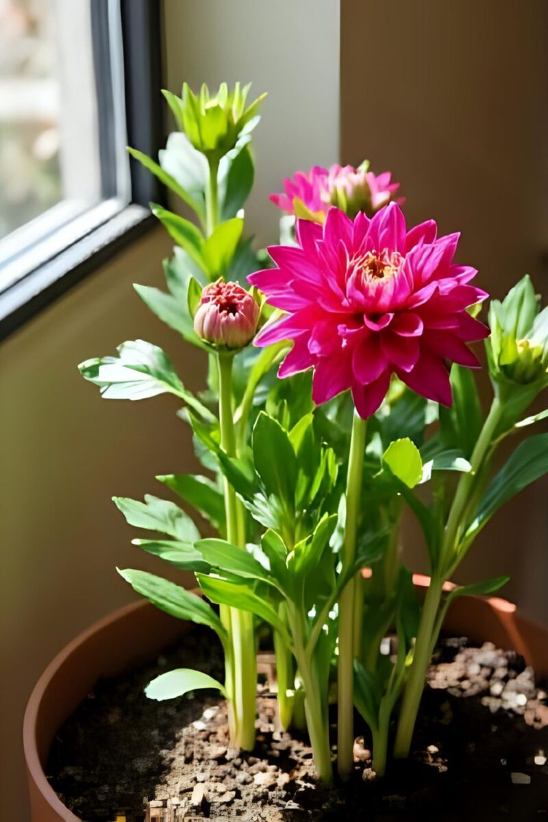 When to Plant Dahlia Bulbs