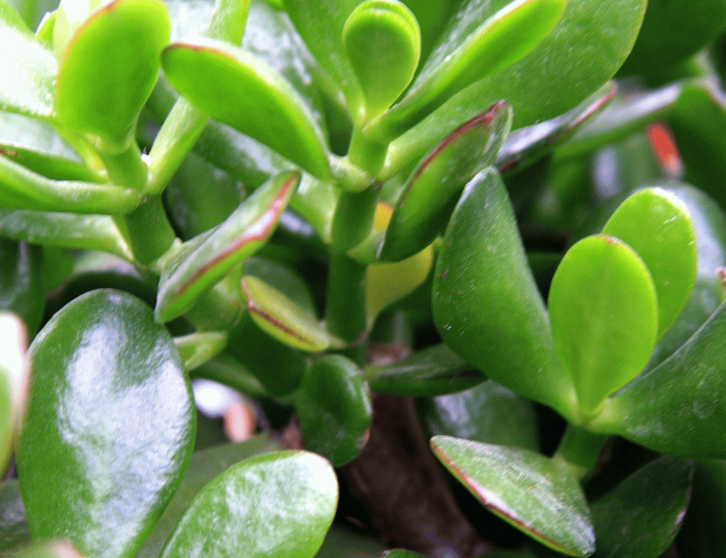 12 Outdoor Succulents for Dry Climates for Easy Yards