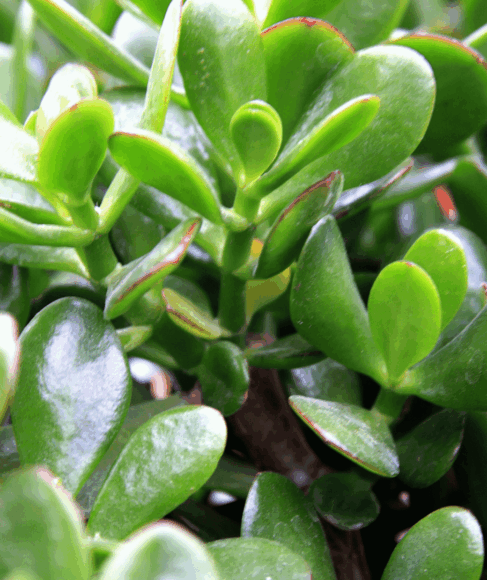 12 Outdoor Succulents for Dry Climates for Easy Yards