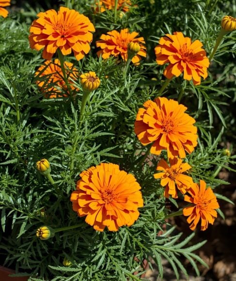 Marigold For Easy Brightness