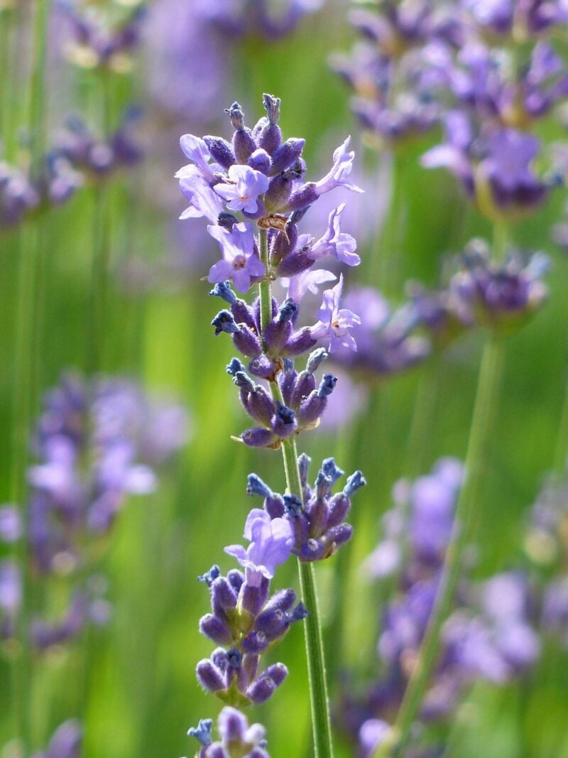 Salvia