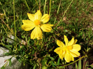 Top 7 Yellow Flowers