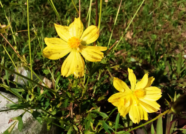 Top 7 Yellow Flowers