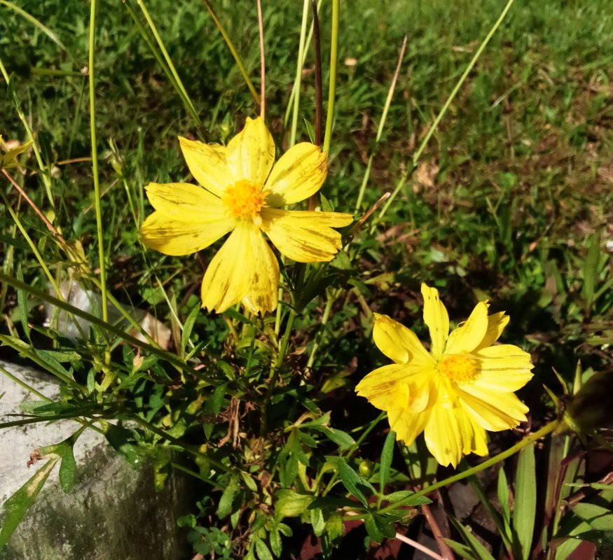 Top 7 Yellow Flowers