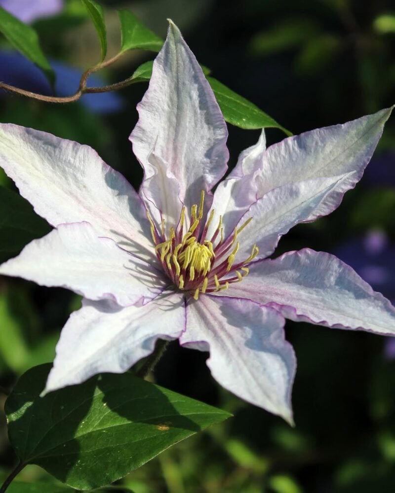 Clematis Flower