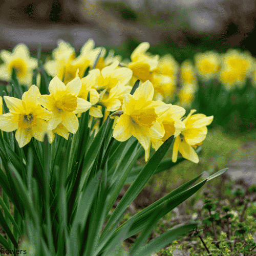 Daffodils