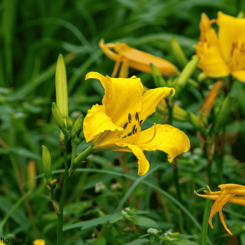 Daylilies
