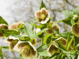 15 Beautiful Green Flowers That Actually Stand Out