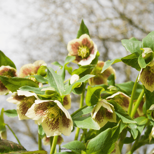 15 Beautiful Green Flowers That Actually Stand Out