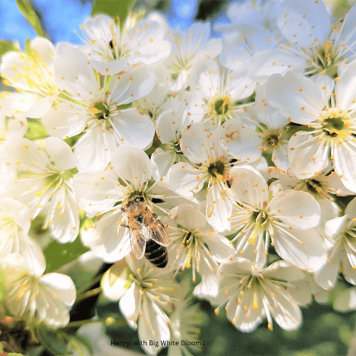 Henryi with Big White Blooms