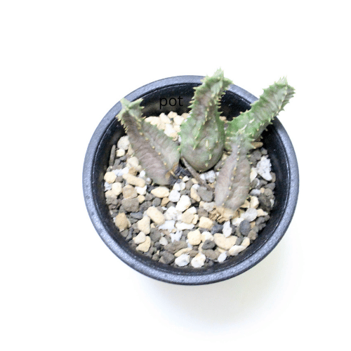 Huernia 