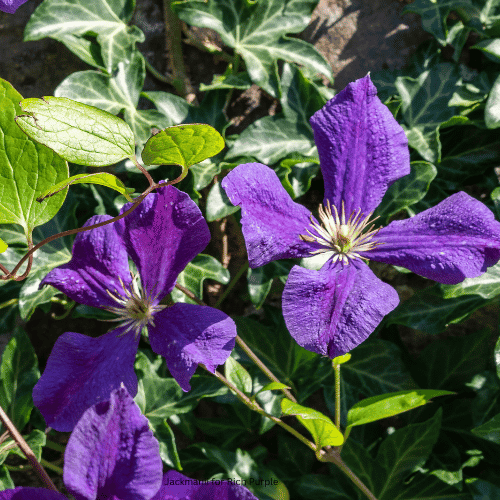 Jackmanii for Rich Purple