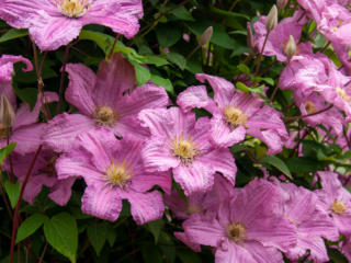 15 Clematis Flower And Care Tips For Healthier Blooms