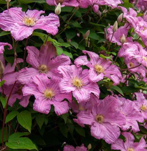 15 Clematis Flower And Care Tips For Healthier Blooms