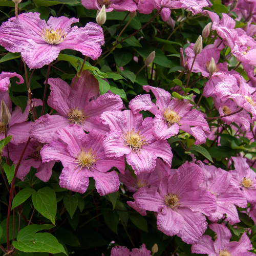 15 Clematis Flower And Care Tips For Healthier Blooms