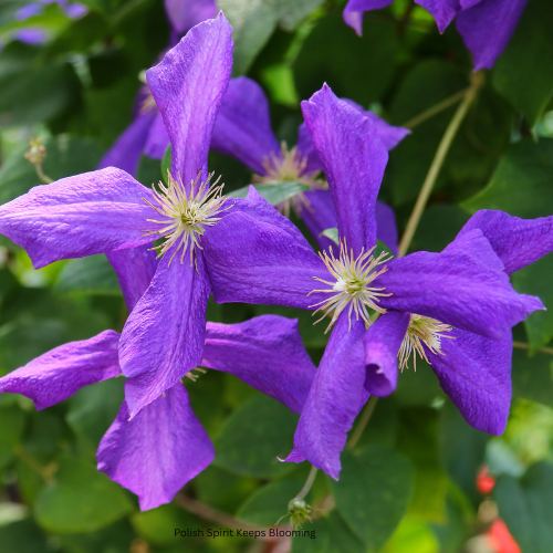Polish Spirit Keeps Blooming