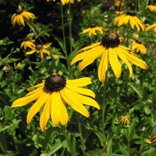 Black-Eyed Susans