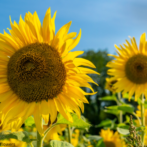 Sunflowers For Bold Height
