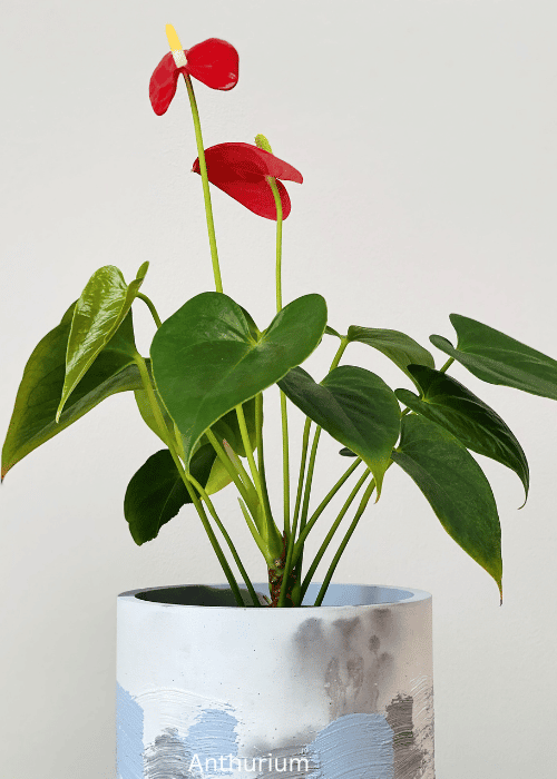 Anthurium