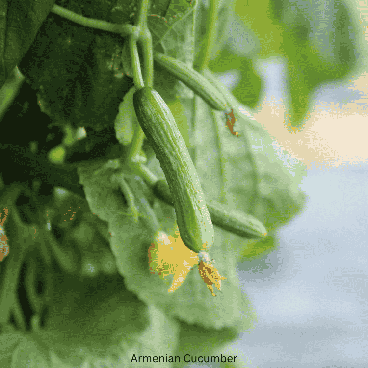 Armenian Cucumber