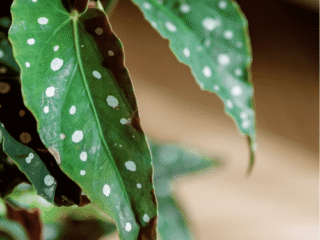 Best Flowers to Grow Indoors