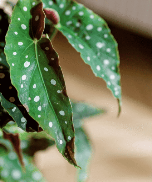 Best Flowers to Grow Indoors