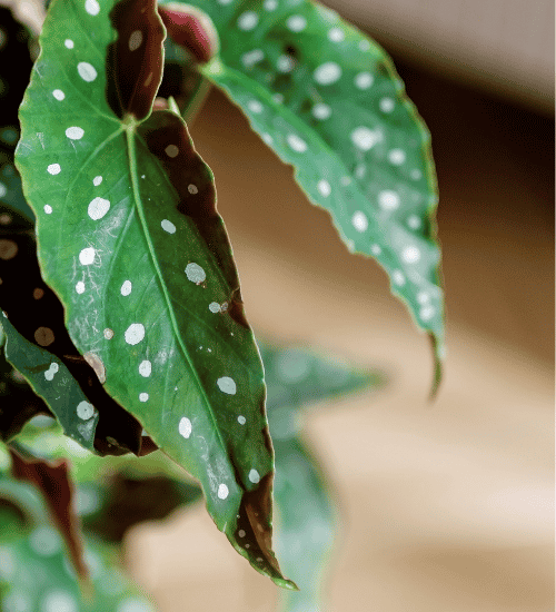 Best Flowers to Grow Indoors