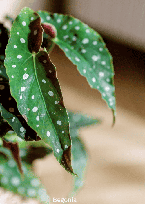 Begonia