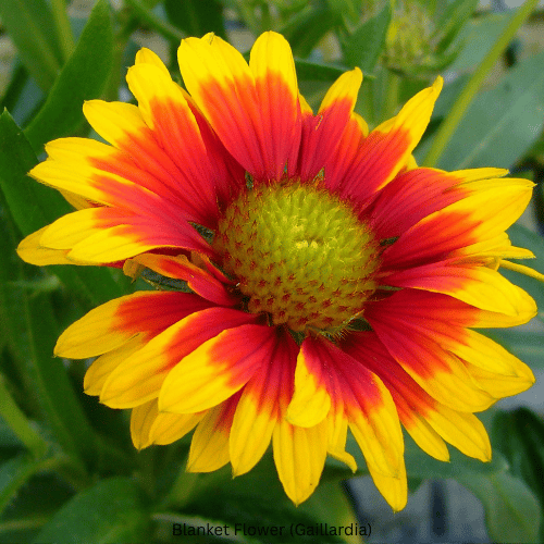 Blanket Flower (Gaillardia)