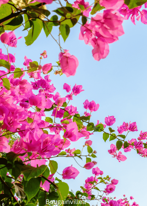 Bougainvillea