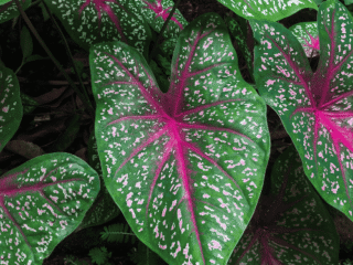 Best Plants for Summer Heat