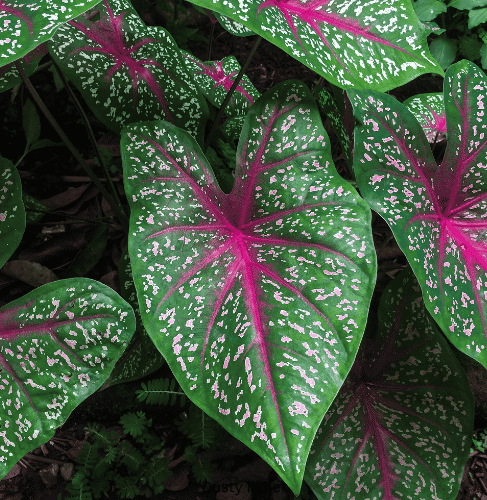 Best Plants for Summer Heat