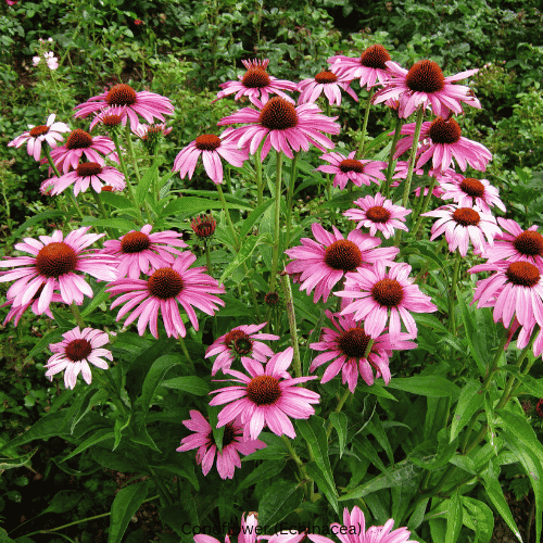 Coneflower (Echinacea)