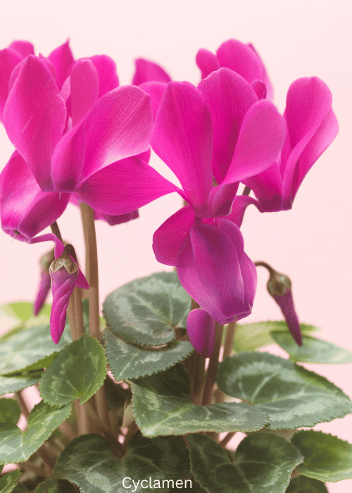 Cyclamen