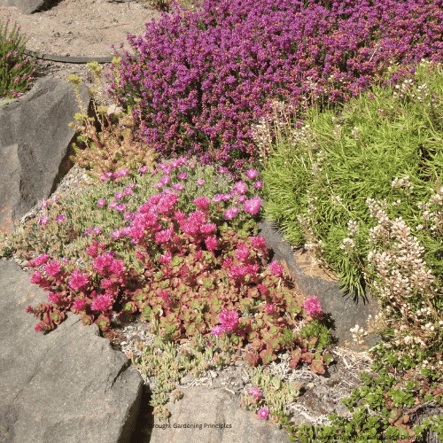 Drought Gardening Principles