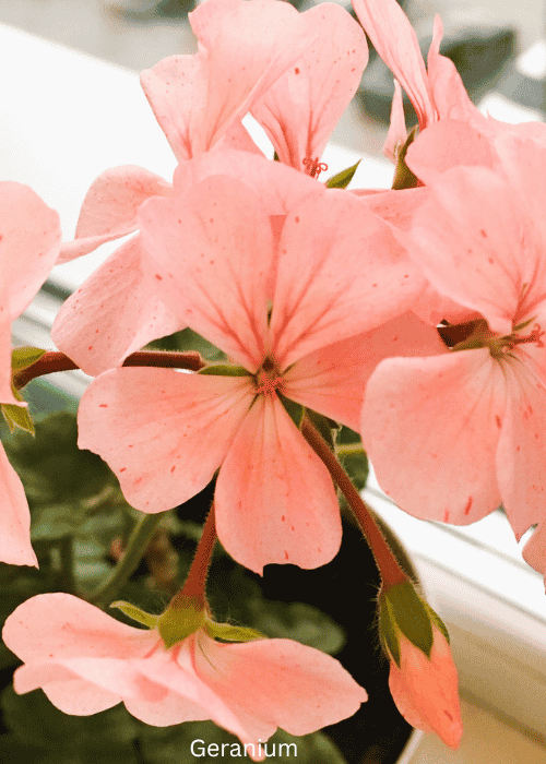 Geranium