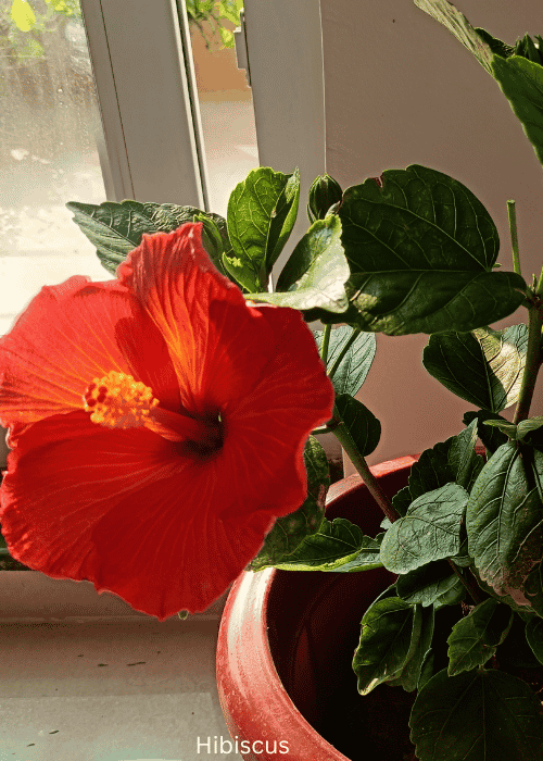 Hibiscus