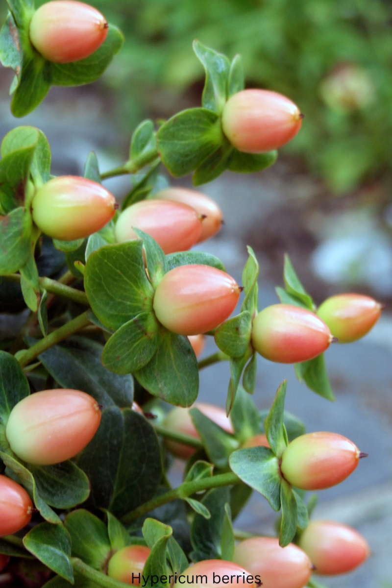 Hypericum berries