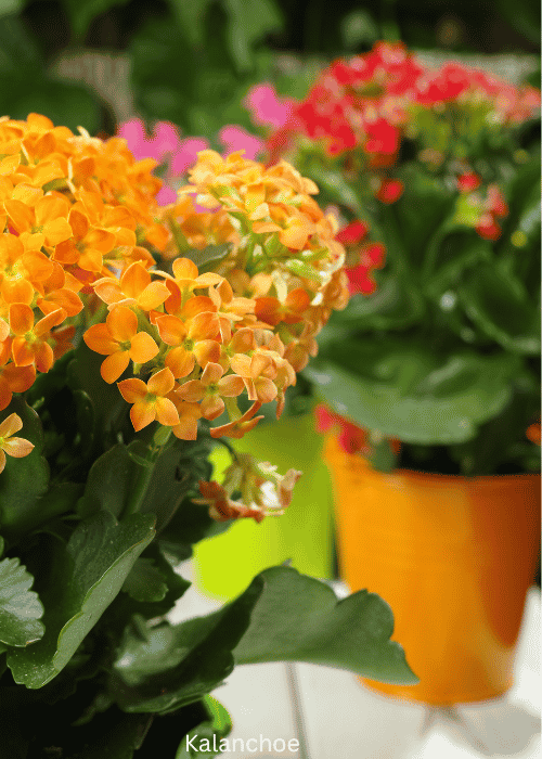 Kalanchoe
