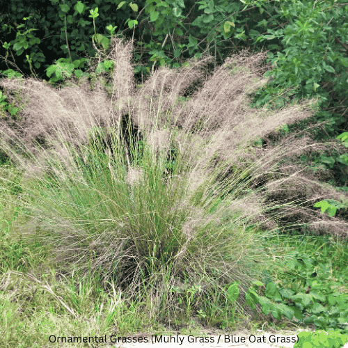 Ornamental Grasses (Muhly Grass / Blue Oat Grass)