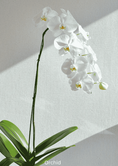 Orchid