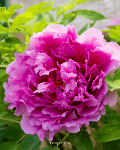 What Are Peonies?