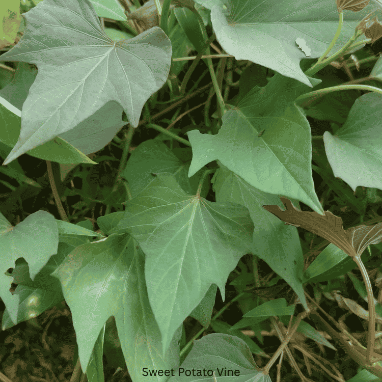 Sweet Potato Vine