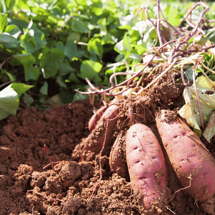Sweet Potatoes
