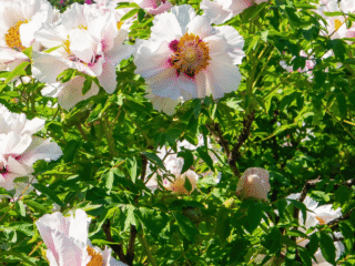 Peony Flowers