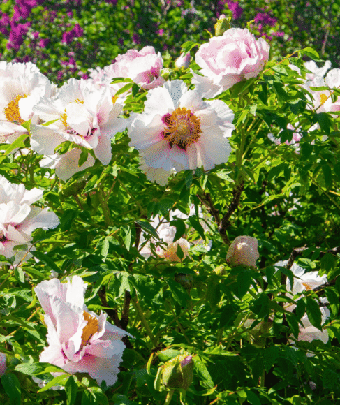 Peony Flowers